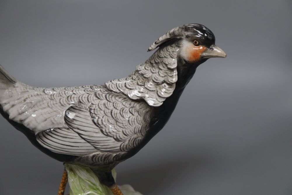 A Richard Ginori Doccia model of a pheasant